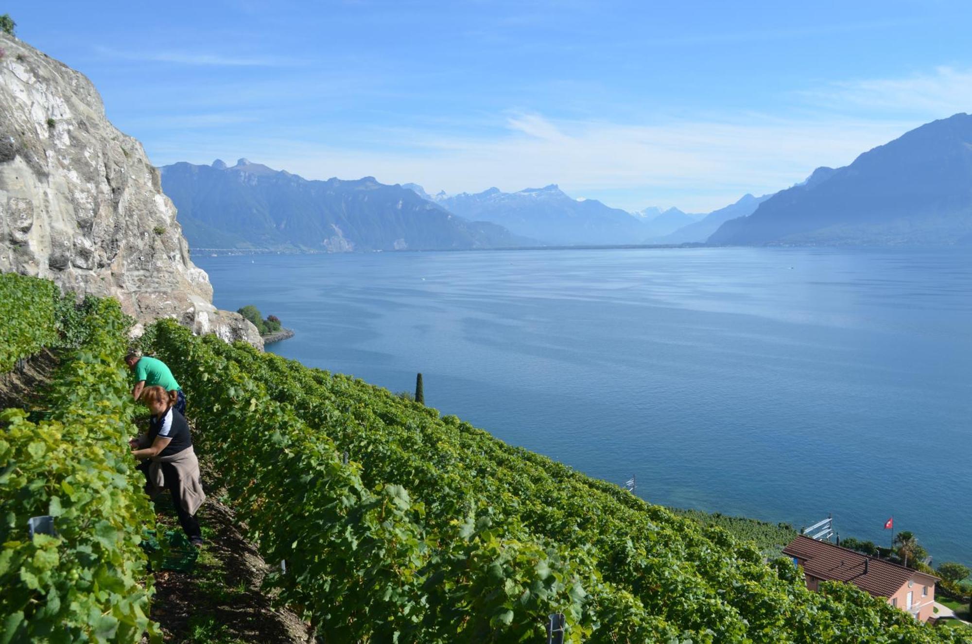 Domaine Du Burignon Saint-Saphorin